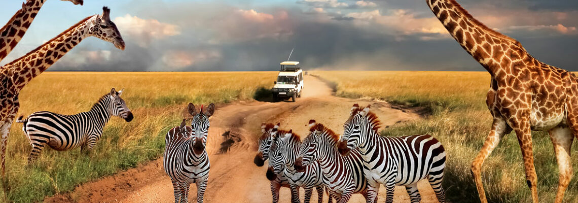 safari en Tanzanie